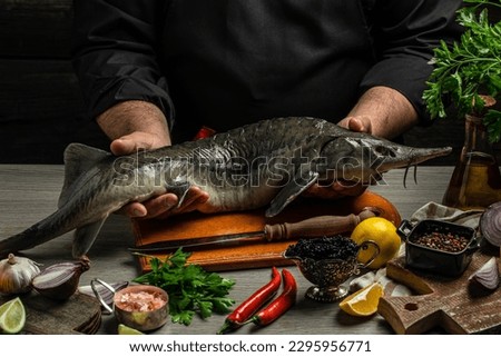 sturgeon fish on a dark background, The chef is holding a large raw sturgeon in his hands, Culinary, cooking, bakery concept.