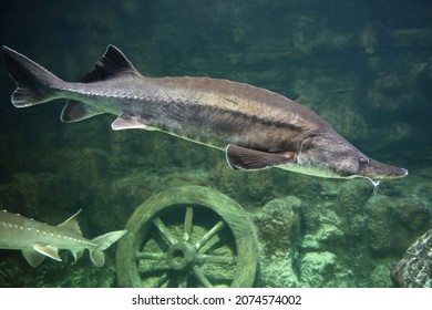 Sturgeon Fish Swim At The Bottom Of The Aquarium. Fish Underwater.