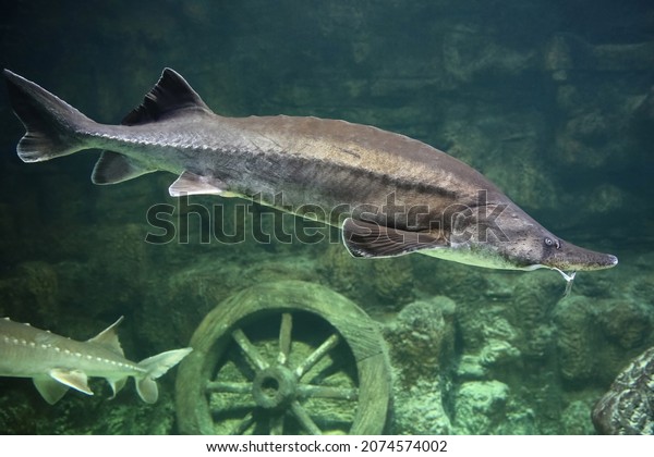 Sturgeon fish swim at the bottom of the\
aquarium. Fish\
underwater.