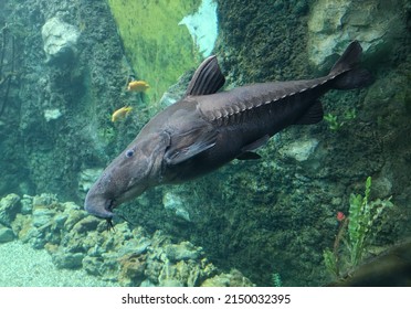 Sturgeon fish swims in the water in nature.