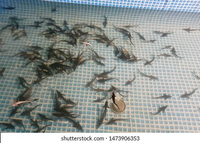 Sturgeon Fry At Sturgeon Fish Farm, Feeding Fry.