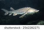 A sturgeon glides gracefully through clear waters at dusk, showcasing its form and intricate fins in its habitat.