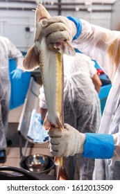 Sturgeon In Hands On A Fish Farm Close - Up View From The Belly