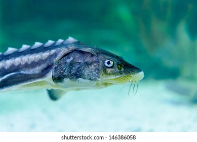 The Sturgeon Is Photographed Underwater