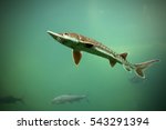 Sturgeon is a rare fish in lakes