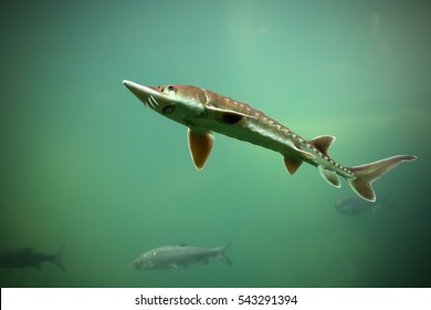 Sturgeon is a rare fish in lakes