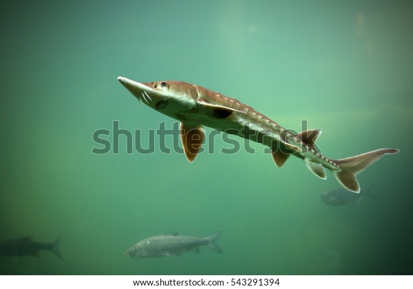 Sturgeon is a rare fish in\
lakes