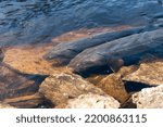 Sturgeon Spawning On The Wolf River At Shiocton, Wisconsin