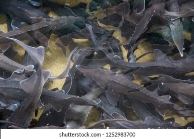 Sturgeon Swimming Underwater On Fish Farm 