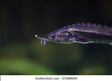 Sturgeon Underwater