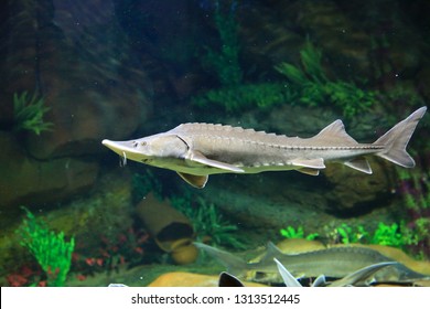 Sturgeon Underwater In The Aquarium