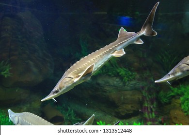 Sturgeon Underwater In The Aquarium