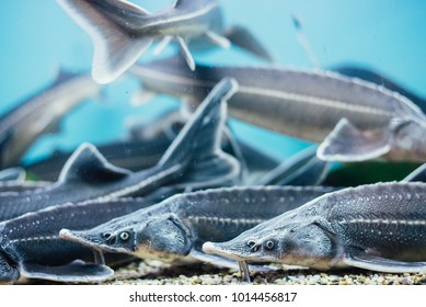 Sturgeon Underwater In The Aquarium On Fishmarket