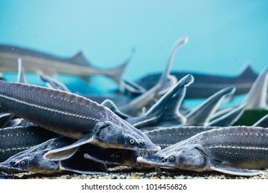 Sturgeon Underwater In The Aquarium On Fishmarket