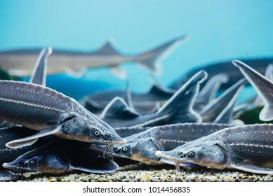 Sturgeon Underwater In The Aquarium On Fishmarket