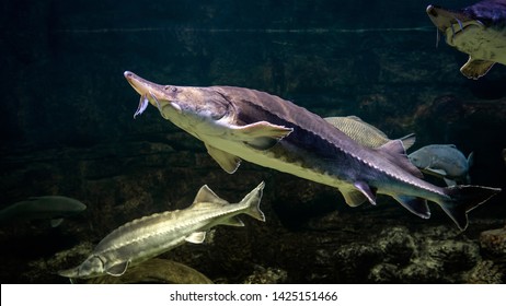 Sturgeons swim underwater. Live sturgeon and other fish in large aquarium.