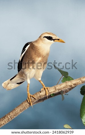 Sturnus burmannicus - Vinous-breasted Starling [[stock_photo]] © 