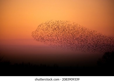 Sturnus Vulgaris, Return Of Migrating Starlings