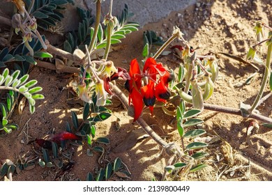 Sturt desert pea blooming in outback Queensland                              