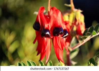 Sturt Desert Pea - floral emblem of South Australia