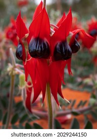 Sturt Desert Pea flowers, Swainsona formosa, in bloom in outback red centre, Central Australia.