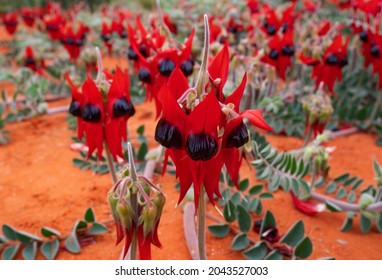Sturt Desert Pea flowers, Swainsona formosa, in bloom in outback red centre, Central Australia.