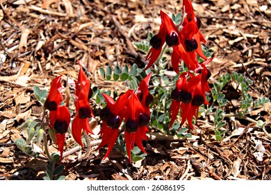 Sturt Desert Pea - Swainsona formosa - Floral Emblem of South Australia