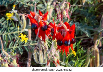 Sturt desert pea wildflowers growing in the desert outback of South Australia.