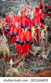 Sturt Desert Peas, growing wild in outback South Australia. Shallow depth of field, bright red and black iconic native wildflower.
