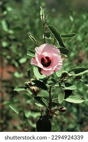 Sturt Desert Rose is a compact  woody shrub, and is the Floral emblem of the Northern Territory, Australia