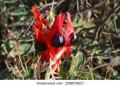 Sturt Pea. Wildflower At Ningaloo And Cape Range National Park 