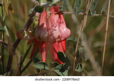 Sturt Pea. Wildflower At Ningaloo And Cape Range National Park 