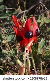 Sturt Pea. Wildflower At Ningaloo And Cape Range National Park 