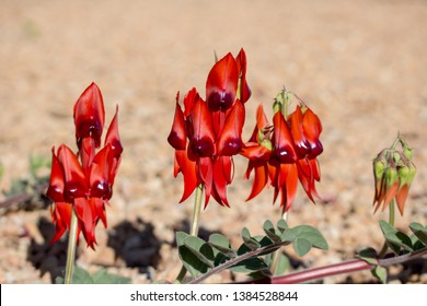 Sturt's Desert Pea flowering in desert