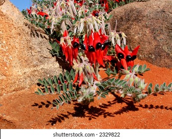 Sturt's Desert Pea in Outback Australia