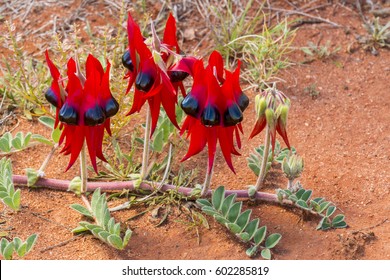 Sturt's Desert Pea, Wildflower, Australia