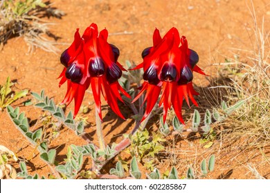Sturt's Desert Pea, Wildflower, Australia