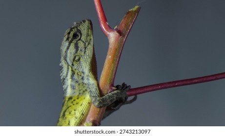 the style of a lizard perched on a tree branch.
