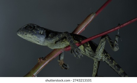 the style of a lizard perched on a tree branch.