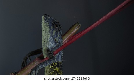 the style of a lizard perched on a tree branch.