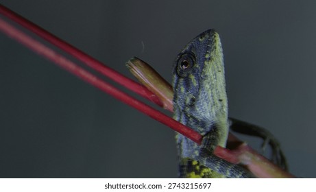 the style of a lizard perched on a tree branch.