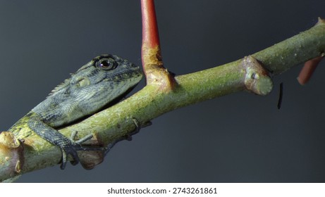 the style of a lizard perched on a tree branch.