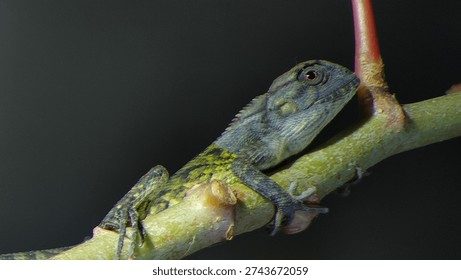 the style of a lizard perched on a tree branch.