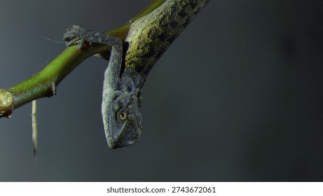 the style of a lizard perched on a tree branch.
