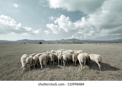 Styled countryside with sheep grazing in the meadow on a background of mountains