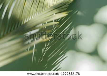 Stylish background for presentation. Palm leaf on a green surface with shadow. 