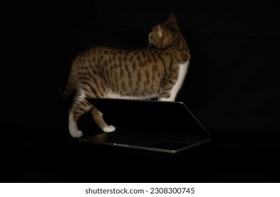 Stylish black creative and beautiful background for a website with a laptop on a dark background with an animal (cat). Minimalistic photo in high quality with an open laptop. M1 pro website. Side view