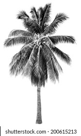 Stylish black and white palm tree with graphic shade fixer in white isolated background 