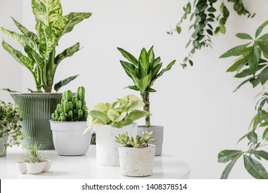 Stylish and botany composition of home interior garden filled a lot of plants in different design, elegant pots on the white table. White backgrounds walls. Green is better. Spring blossom. Template.