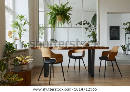 Stylish and botany interior of dining room with design craft wooden table, chairs, a lof of plants, window, poster map and elegant accessories in modern home decor. Template.